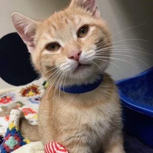 Fundraising Page: Alice Calabrese